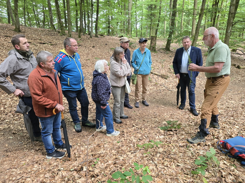Pflanzenarten im Steinbruch